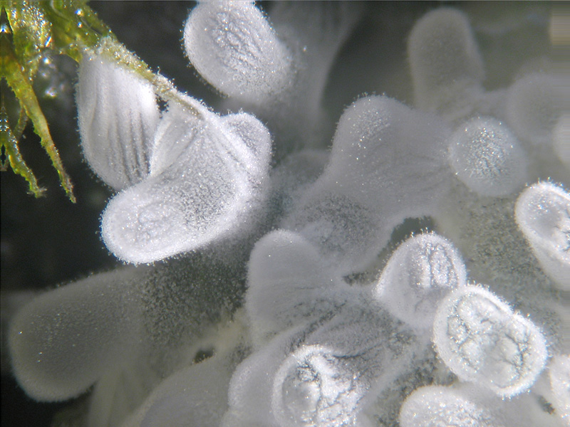 Ceratiomyxa fruticulosa